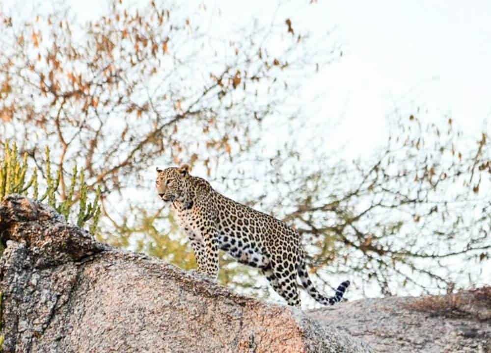 Jawai (2) (1)